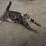 Thor joined the competition — help win amazing prizes! cat, tabby, gray_cat, pet, animal, feline, carpet, indoor, stretching, relaxed, whiskers, ears, paws, fur, cute, looking_up, laying_down, domestic_cat, young_cat, alert