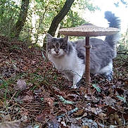 Peter participe au concours pour gagner de l'argent avec cette photo : cat, mushroom, forest, leaves, grass, tree, outdoor, animal, nature, wildlife, mammal, curious, furry, gray, white, tail, ground, daylight, plants, woodland