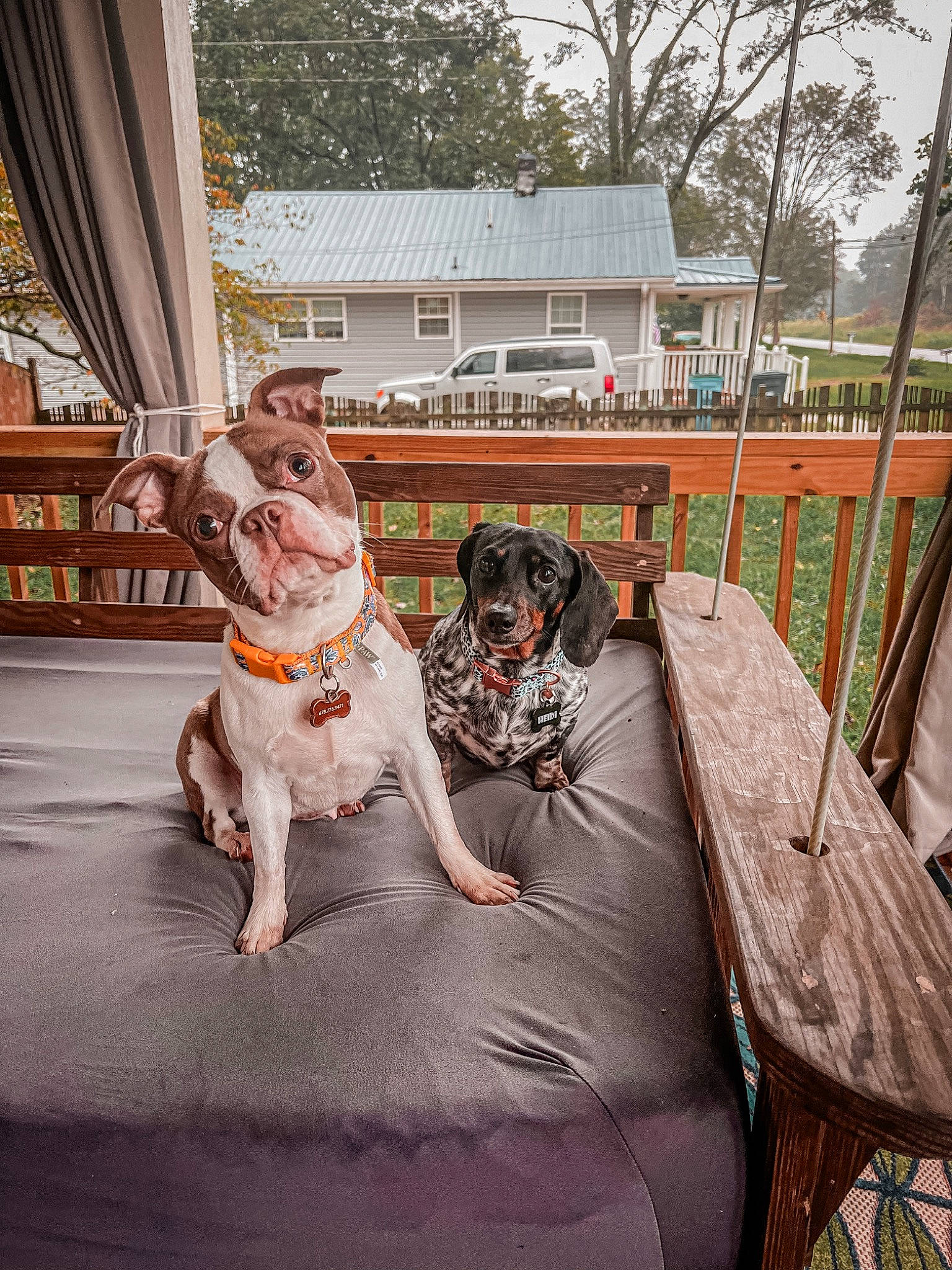 Penny is registered to the contest to win money with this photo: art, building, carnivore, companion_dog, curtain, dog, dog_breed, fawn, grass, house, leisure, mammal, outdoor_furniture, plant, porch, sky, tree, window, wood, working_animal