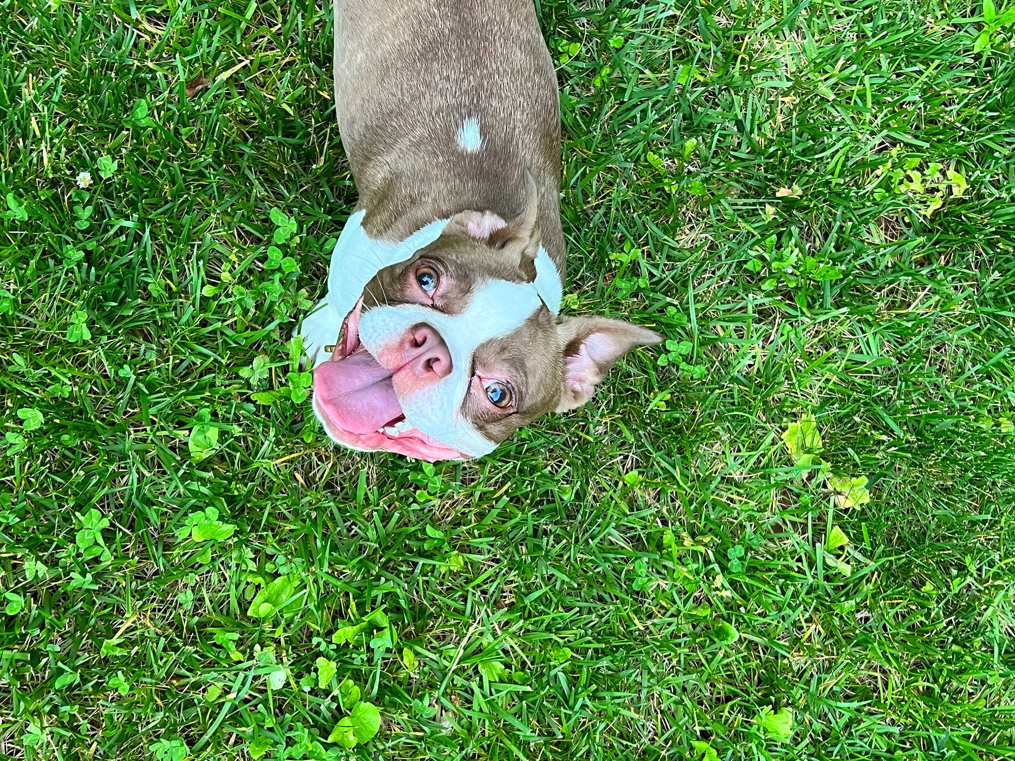 Penny is registered to the contest to win money with this photo: canidae, carnivore, companion_dog, dog, dog_breed, fawn, foot, grass, grass_family, grassland, groundcover, human_leg, lawn, pasture, people_in_nature, plant, shrub, sporting_group, tail, terrestrial_animal