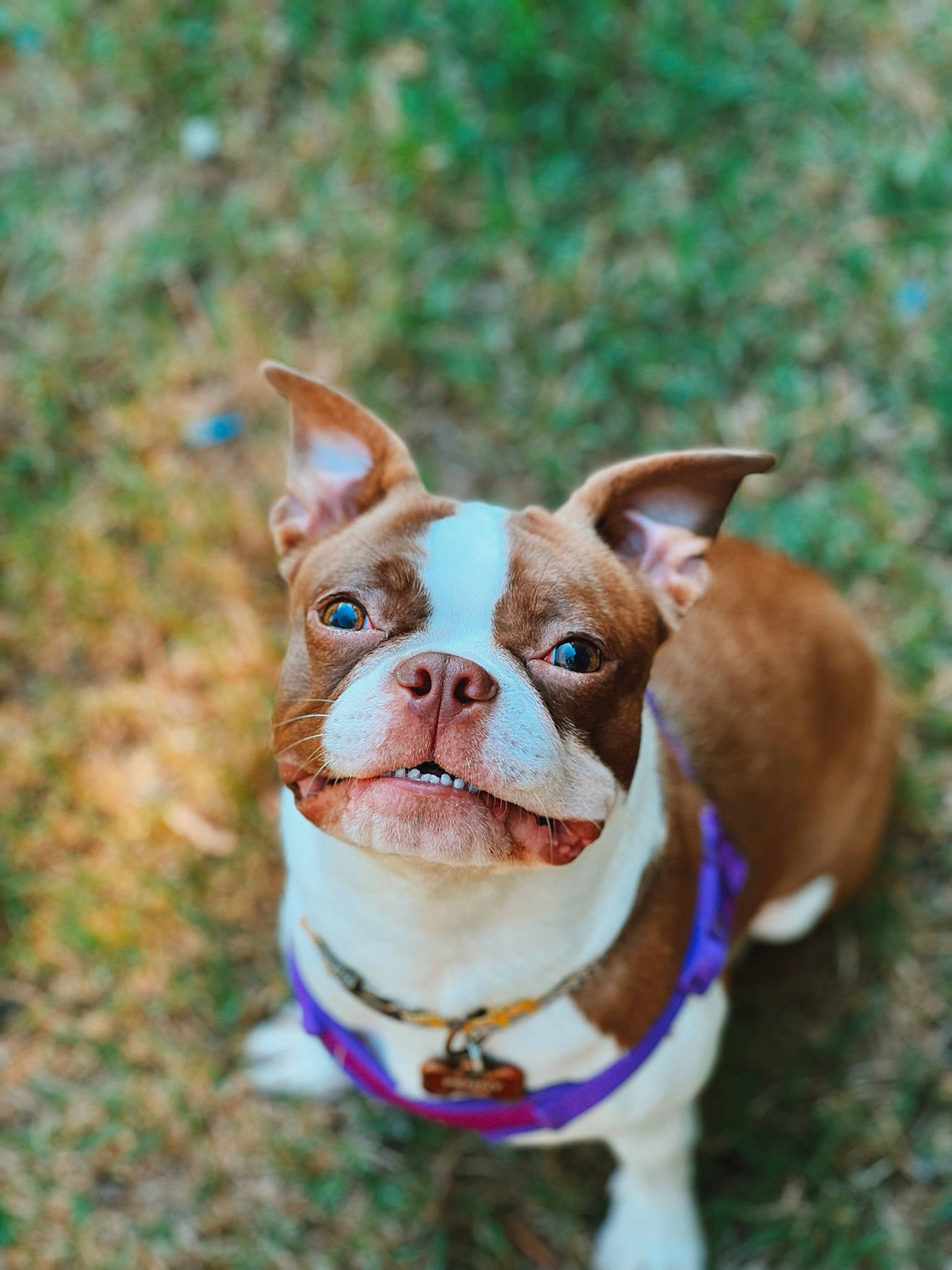 Penny joined the competition — help win amazing prizes! canidae, carnivore, collar, companion_dog, dog, dog_breed, dog_collar, dog_supply, ear, fashion_accessory, fawn, grass, happy, leash, liver, plant, snout, sporting_group, whiskers, working_animal