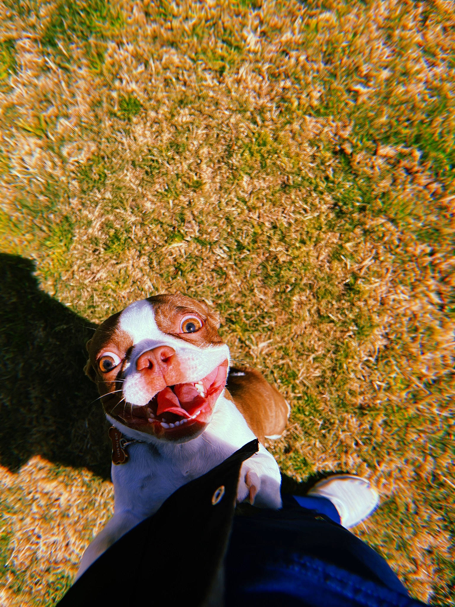 Penny joined the competition — help win amazing prizes! doll, eyewear, formal_wear, fun, gesture, grass, happy, lawn, leisure, mask, people_in_nature, personal_protective_equipment, recreation, selfie, shadow, shrub, soil, suit, sunglasses, toy