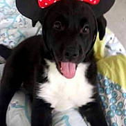 Lilou a rejoint le concours — aidez-le/la à gagner de superbes lots ! puppy, dog, black_and_white, bow, mouse_ears, tongue_out, playful, cute, pet, animal, portrait, bed, blanket, bedding, indoor, home, lying_down, sitting, patterned_fabric, screenshot