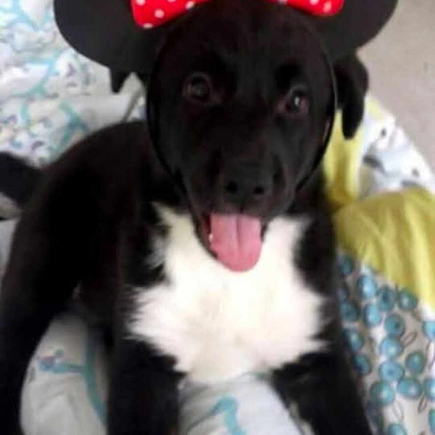 Lilou
