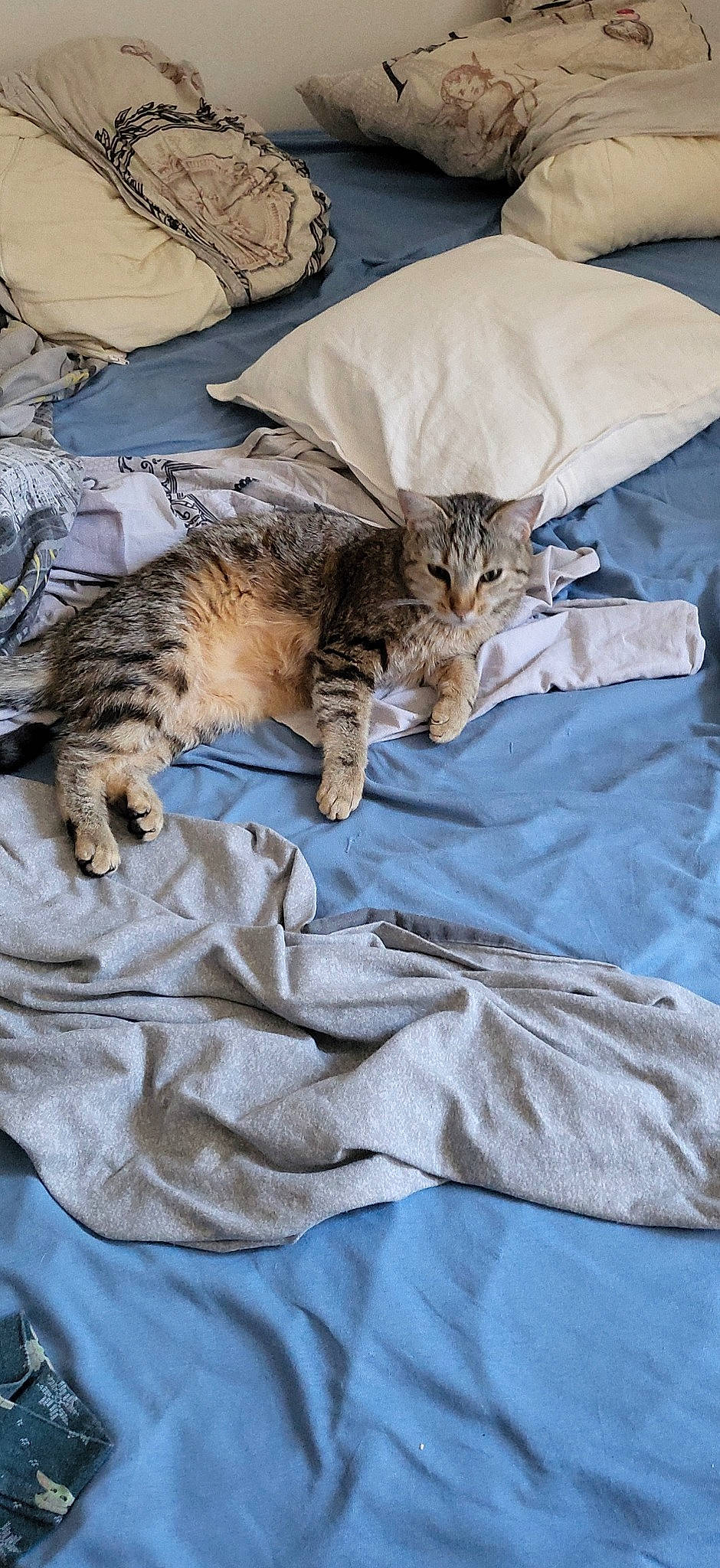 Midonna a rejoint le concours — aidez-le/la à gagner de superbes lots ! bed_sheet, bedding, carnivore, cat, claw, comfort, domestic_short_haired_cat, duvet, felidae, fur, grey, linens, nap, pattern, small_to_medium_sized_cats, tail, terrestrial_animal, textile, vertebrate, whiskers