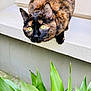 bright_eyes, cat, close_up, concrete, curious, feline, fur, gaze, green_leaves, home_exterior, ledge, outdoor, paws, pet, plant, sitting, tortoiseshell_cat, whiskers, window_sill, yellow_eyes