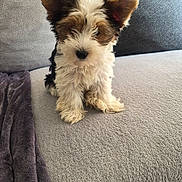 Bluebell a rejoint le concours — aidez-le/la à gagner de superbes lots ! animal, blanket, companion, couch, cozy, cute, dog, domestic_animal, ears, fluffy, fur, home, indoor, living_room, pet, pillows, puppy, relaxing, sitting, small_dog