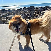 Bowie is registered to the contest to win money with this photo: dog, pomeranian, small_dog, fluffy, harness, leash, beach, rocks, ocean, water, sidewalk, sunlight, shadow, happy, tongue_out, walking, tail, fur, closeup, outdoors
