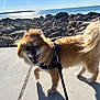 dog, pomeranian, small_dog, fluffy, harness, leash, beach, rocks, ocean, water, sidewalk, sunlight, shadow, happy, tongue_out, walking, tail, fur, closeup, outdoors
