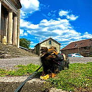Ekko a rejoint le concours — aidez-le/la à gagner de superbes lots ! dog, grass, leash, steps, stone, house, car, clouds, sky, outdoor, daylight, pet, canine, happy, nature, building, residential, blue_sky, sunny, relaxing