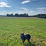 Ekko participe au concours pour gagner de l'argent avec cette photo : dog, leash, grass, field, sky, clouds, outdoor, nature, sunlight, trees, happy, pet, animal, summer, greenery, landscape, canine, open_space, daytime, grassland