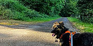 Ekko a rejoint le concours — aidez-le/la à gagner de superbes lots ! dog, canine, leash, harness, outdoor, path, forest, trees, greenery, sunlight, nature, pet, animal, walking, smiling, happy, fur, road, summer, daytime