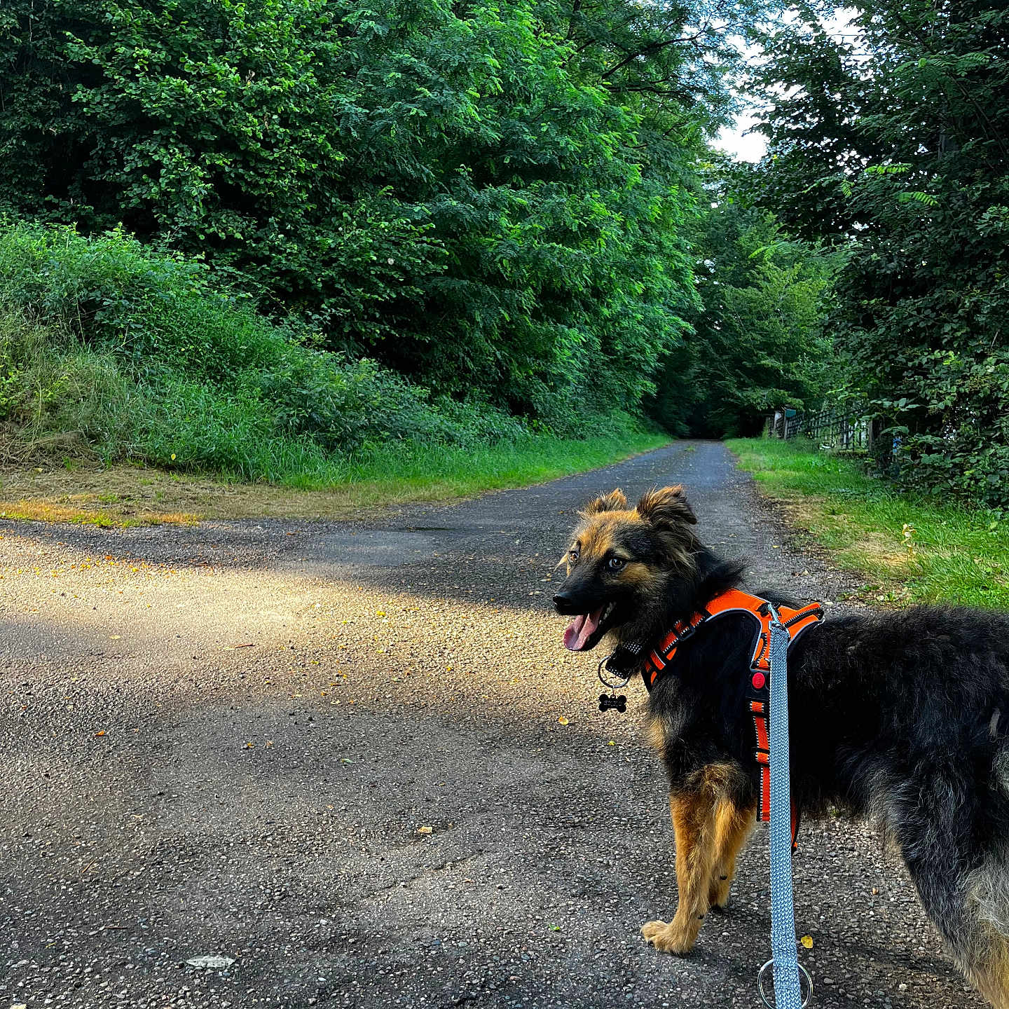 Ekko a rejoint le concours — aidez-le/la à gagner de superbes lots ! animal, canine, daytime, dog, forest, fur, greenery, happy, harness, leash, nature, outdoor, path, pet, road, smiling, summer, sunlight, trees, walking