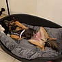 Ekko a rejoint le concours — aidez-le/la à gagner de superbes lots ! dog, pet_bed, lying_down, paw, indoor, tile_floor, toy, stuffed_animal, baseball, relaxed, brown_fur, black_fur, dog_harness, canine, cute, resting, animal, domestic_animal, floor, cozy
