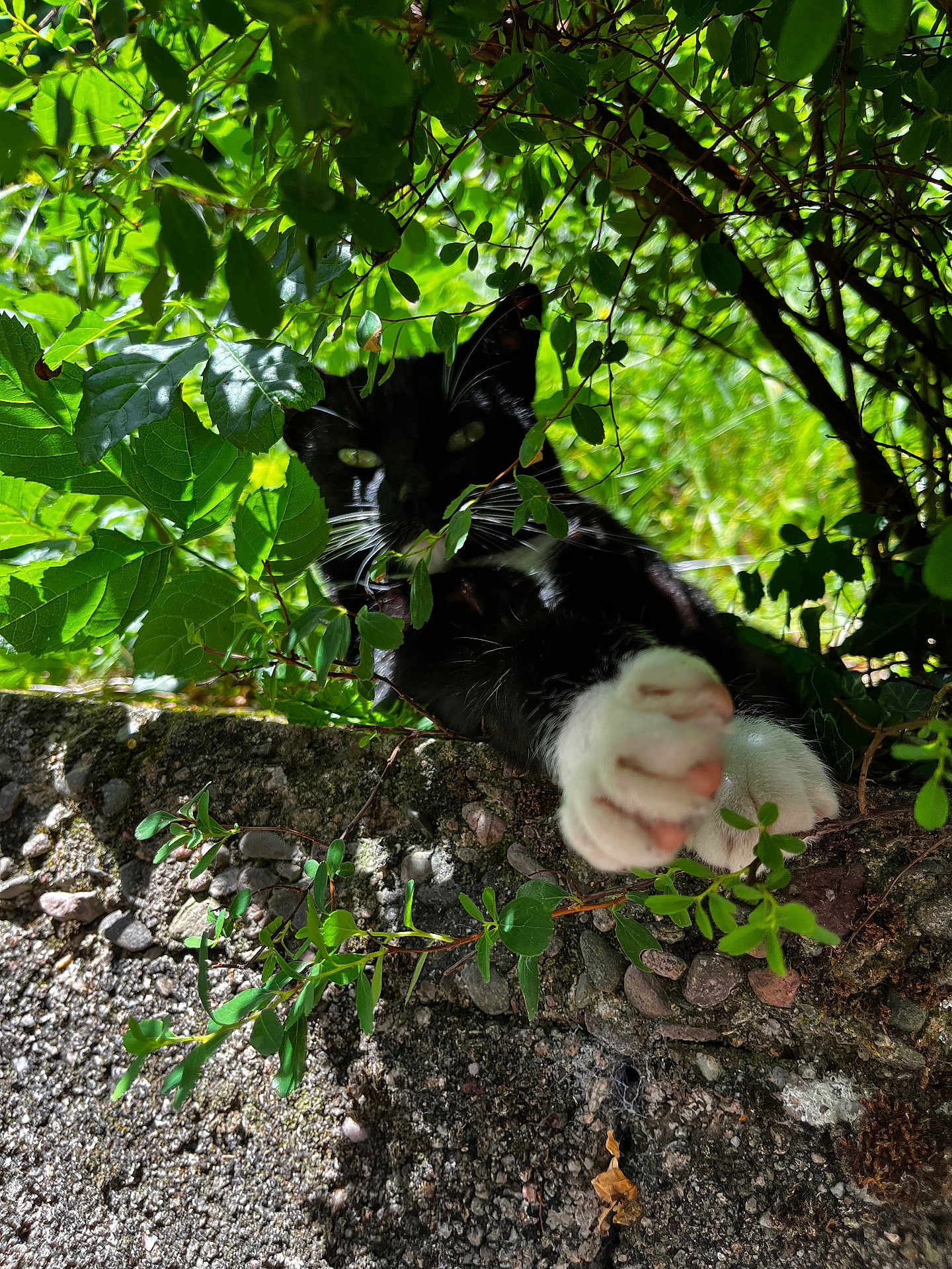 Tomoë a rejoint le concours — aidez-le/la à gagner de superbes lots ! cat, black_and_white_cat, paw, green_leaves, foliage, sunlight, outdoor, nature, curious, playful, pet, animal, garden, plant, whiskers, shadow, texture, close_up, daylight, mammal