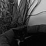 Tomoë a rejoint le concours — aidez-le/la à gagner de superbes lots ! cat, tuxedo_cat, pet_bed, indoor, plants, decor, black_and_white, relaxing, whiskers, feline, cozy, resting, domestic_cat, houseplant, soft_furniture, animal, quiet, home, comfort, still_life