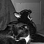 Tomoë a rejoint le concours — aidez-le/la à gagner de superbes lots ! cat, black_cat, animal, pet, feline, yawning, resting, whiskers, fur, indoor, blanket, cozy, sleepy, cute, two_cats, companion, domestic_animal, close_up, relaxing, black_and_white