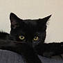 cat, black_cat, yellow_eyes, pet, animal, feline, indoor, curious, ears, whiskers, closeup, face, paw, resting, texture, grey_surface, quiet, alert, soft_light, domestic_animal