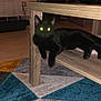 black_cat, cat, indoor, furniture, wooden_table, carpet, rug, animal, pet, glowing_eyes, flash, cozy, living_room, relaxed, shelf, floor, domestic, cute, resting, household
