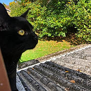Sweetie participe au concours pour gagner de l'argent avec cette photo : black_cat, cat, animal, outdoor, nature, tree, leaves, roof, yellow_eyes, greenery, daylight, fall, curious, pet, feline, closeup, side_view, sunlight, grass, sky