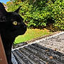 black_cat, cat, animal, outdoor, nature, tree, leaves, roof, yellow_eyes, greenery, daylight, fall, curious, pet, feline, closeup, side_view, sunlight, grass, sky
