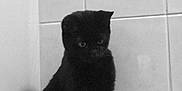 Sweetie participe au concours pour gagner de l'argent avec cette photo : black_cat, cat, pet, animal, face, human, person, eye, eyelashes, hair, white_surface, tile_wall, indoor, curious, closeup, companion, looking_down, feline, domestic_animal, monochrome