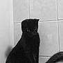 black_cat, cat, pet, animal, face, human, person, eye, eyelashes, hair, white_surface, tile_wall, indoor, curious, closeup, companion, looking_down, feline, domestic_animal, monochrome