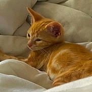 Ares participe au concours pour gagner de l'argent avec cette photo : cat, kitten, orange_tabby, pet, sleepy, resting, feline, fur, whiskers, ears, animal, cute, domestic, bed, blanket, soft, cozy, indoor, relaxed, young