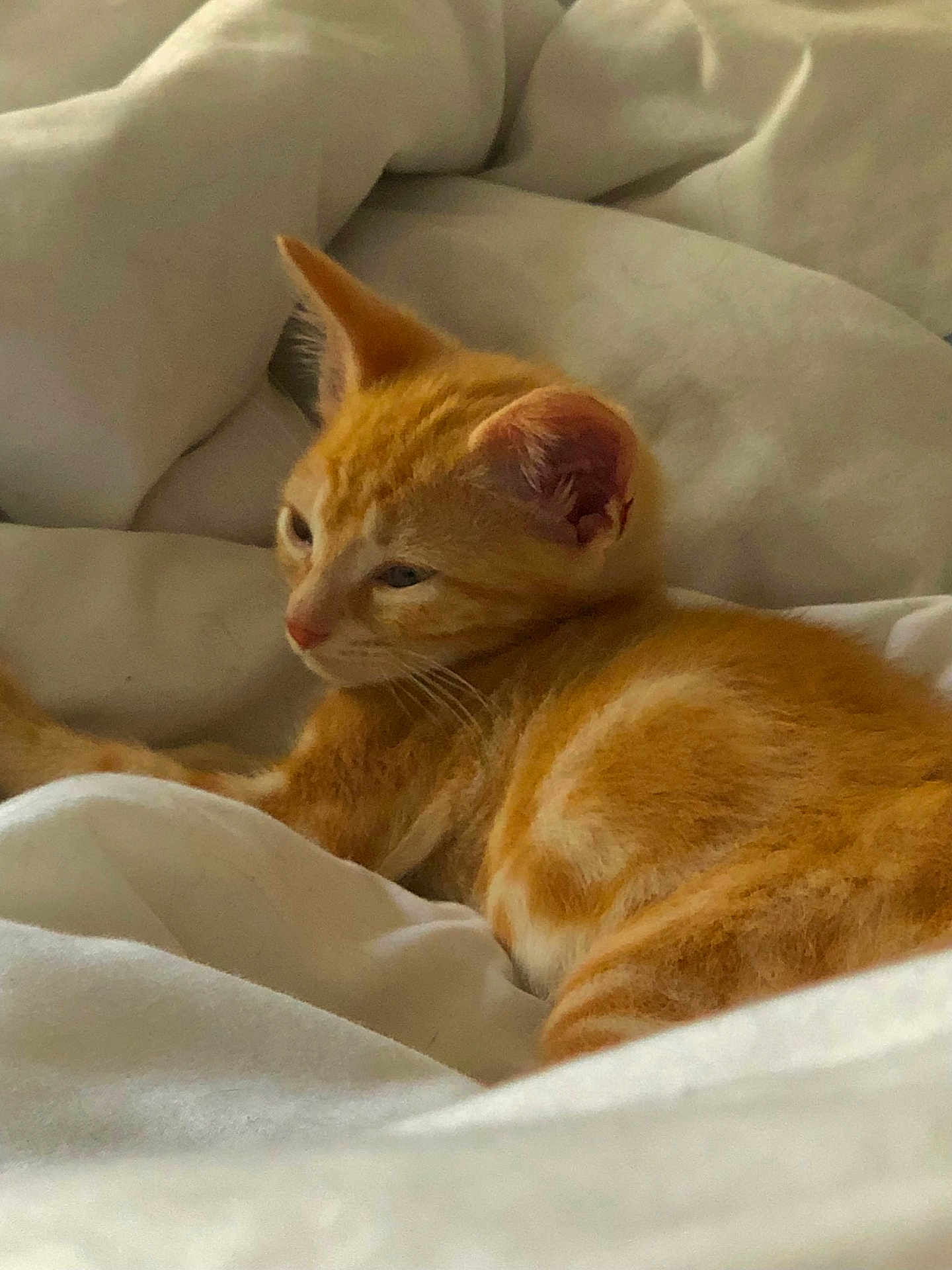 Ares participe au concours pour gagner de l'argent avec cette photo : cat, kitten, orange_tabby, pet, sleepy, resting, feline, fur, whiskers, ears, animal, cute, domestic, bed, blanket, soft, cozy, indoor, relaxed, young