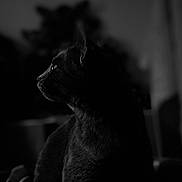 Chanel participe au concours pour gagner de l'argent avec cette photo : cat, black_cat, profile, silhouette, animal, pet, feline, fur, side_view, indoor, shadow, dark, monochrome, closeup, quiet, still_life, contemplative, soft_light, portrait, blurred_background