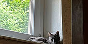 Chanel a rejoint le concours — aidez-le/la à gagner de superbes lots ! animal, cat, cozy, daylight, feline, gray_cat, greenery, home, indoor, natural_light, peaceful, pet, quiet, relaxed, resting, shadow, texture, wall, window, windowsill