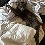 animal, bed, blanket, cat, comfort, cozy, domestic_cat, feline, fur, gray_cat, indoor, messy, napping, paw, pet, relaxed, resting, sleepy, stretching, white_blanket