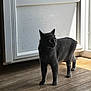 alert, animal, cat, domestic_cat, door, door_frame, feline, flooring, gray_cat, home, indoor, natural_light, pet, quiet, shadow, silhouette, standing, sunlight, window, wooden_floor