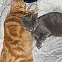 animal, blanket, cat, companion, cozy, cute, domestic_cat, feline, fur, gray_cat, indoor, orange_cat, paws, pet, relaxing, resting, sleeping, snuggling, whiskers, white_blanket