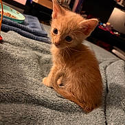 Oliver is registered to the contest to win money with this photo: kitten, cat, orange_fur, fluffy, pet, animal, indoor, blanket, blue_blanket, cute, small, young, feline, curious, sitting, soft_texture, cozy, domestic, fur, whiskers