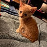 kitten, cat, orange_fur, fluffy, pet, animal, indoor, blanket, blue_blanket, cute, small, young, feline, curious, sitting, soft_texture, cozy, domestic, fur, whiskers