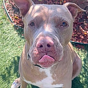 Gizmo joined the competition — help win amazing prizes! dog, pitbull, pet, sitting, portrait, closeup, tongue_out, ears, paws, white_chest_patch, collar, grass, artificial_turf, mulch, potted_plant, sunlight, shadow, outdoor, attentive, brown_coat