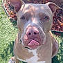 dog, pitbull, pet, sitting, portrait, closeup, tongue_out, ears, paws, white_chest_patch, collar, grass, artificial_turf, mulch, potted_plant, sunlight, shadow, outdoor, attentive, brown_coat