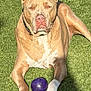 dog, canine, pitbull, purple_ball, grass, lawn, paws, collar, outdoor, sunlight, shadow, pet, playtime, resting, muzzle, ears, nose, closeup, summer, guarding