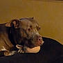 dog, pitbull, pet, toy, bed, cushion, indoor, wall, portrait, muzzle, ears, lying_down, close_up, brown, eyes, snout, cozy, night, domestic_animal, relaxed