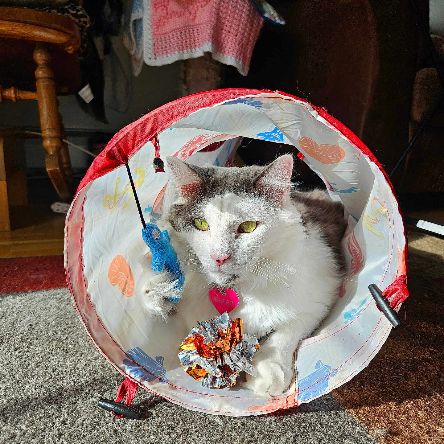 Tommy joined the competition — help win amazing prizes! cat, play_tunnel, toy_mouse, crumpled_foil_ball, sunlight, indoor, carpet, pet, animal, white_and_gray, paw, yellow_eyes, curious, feline, relaxed, home, furniture, wooden_chair, blanket, cozy