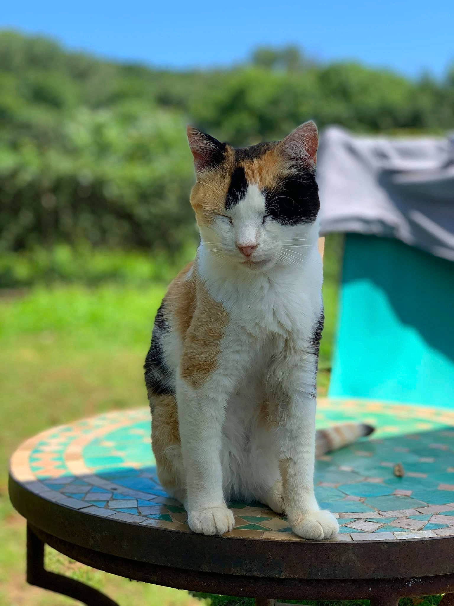 Fifi participe au concours pour gagner de l'argent avec cette photo : carnivore, cat, domestic_short_haired_cat, fawn, felidae, fur, grass, green, leisure, outdoor_furniture, plant, sitting, sky, small_to_medium_sized_cats, snout, tail, tent, water, whiskers, wildlife