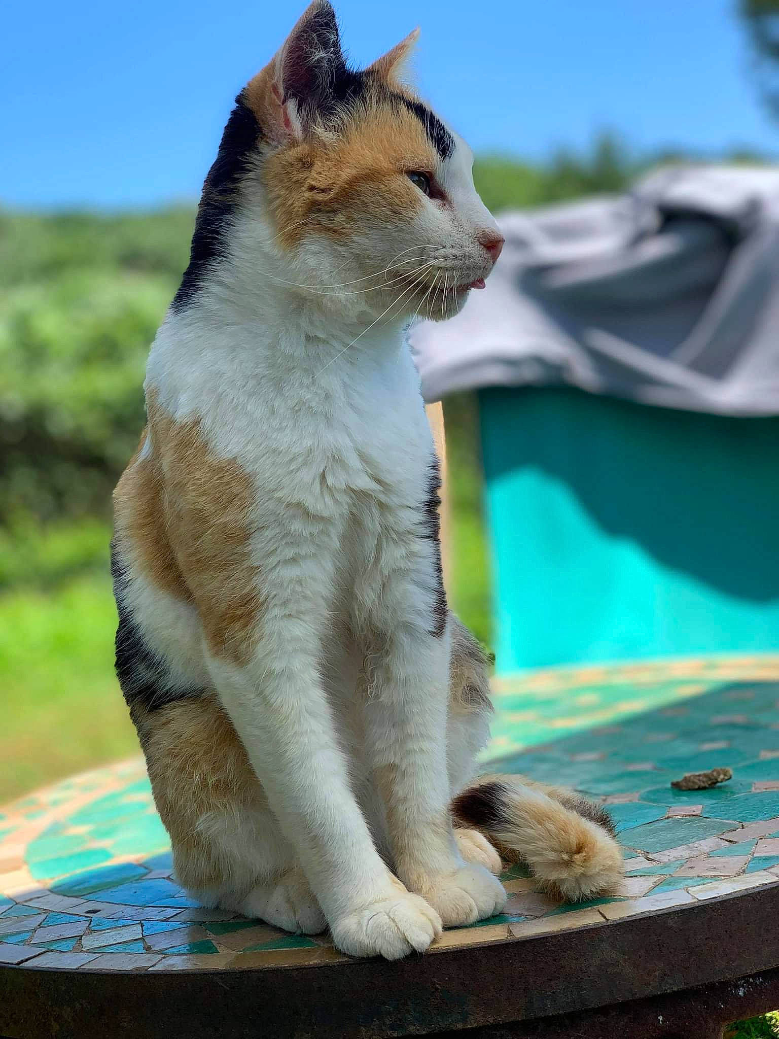 Fifi participe au concours pour gagner de l'argent avec cette photo : carnivore, cat, claw, collar, domestic_short_haired_cat, fawn, felidae, fur, grass, paw, sitting, sky, small_to_medium_sized_cats, snout, tail, tent, terrestrial_animal, whiskers, wildlife