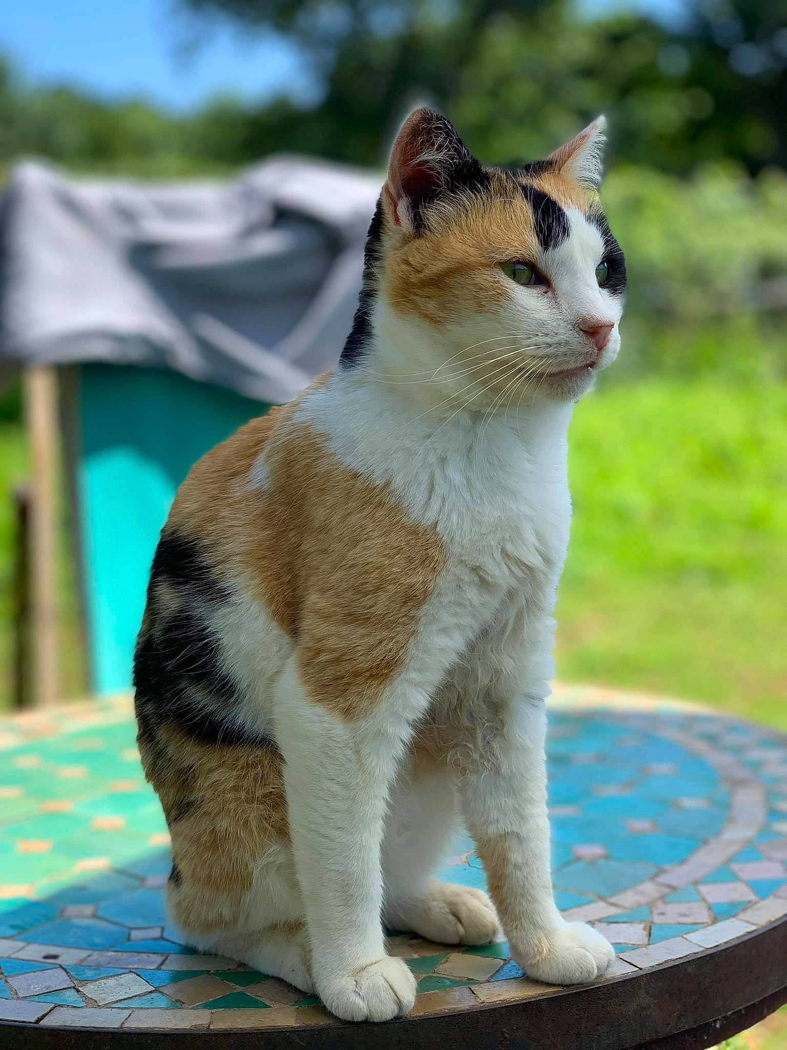 Fifi a rejoint le concours — aidez-le/la à gagner de superbes lots ! art, carnivore, cat, claw, domestic_short_haired_cat, fawn, felidae, fur, grass, paw, plant, sky, small_to_medium_sized_cats, snout, table, tail, terrestrial_animal, tree, whiskers, wildlife