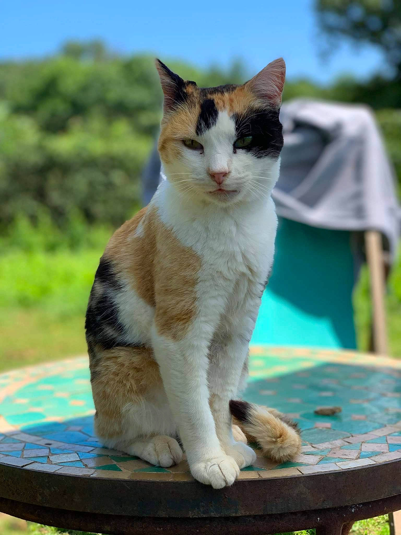 Fifi a rejoint le concours — aidez-le/la à gagner de superbes lots ! carnivore, cat, domestic_short_haired_cat, fawn, felidae, fur, grass, leisure, paw, plant, sitting, sky, small_to_medium_sized_cats, snout, table, tail, terrestrial_animal, tree, whiskers, wood