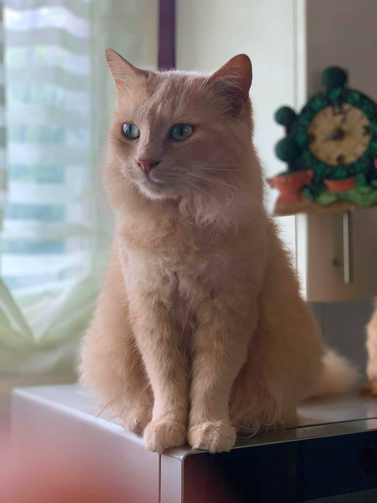 Titine a rejoint le concours — aidez-le/la à gagner de superbes lots ! carnivore, cat, claw, domestic_short_haired_cat, eye, fawn, felidae, fur, iris, paw, small_to_medium_sized_cats, snout, tail, whiskers, window