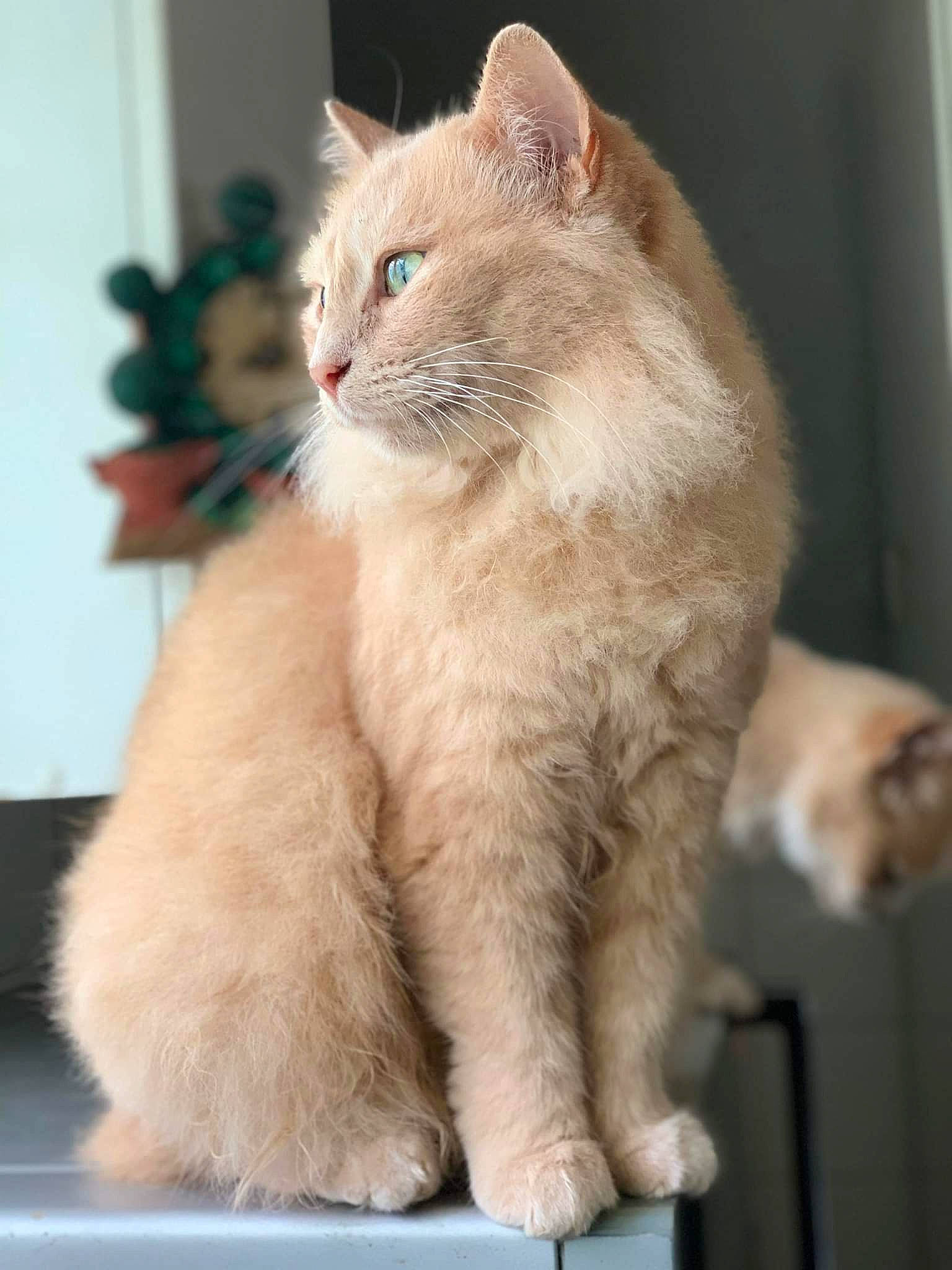 Titine a rejoint le concours — aidez-le/la à gagner de superbes lots ! carnivore, cat, claw, comfort, domestic_short_haired_cat, eye, fawn, felidae, fur, head, houseplant, paw, photo_caption, sitting, small_to_medium_sized_cats, snout, tail, terrestrial_animal, whiskers, window