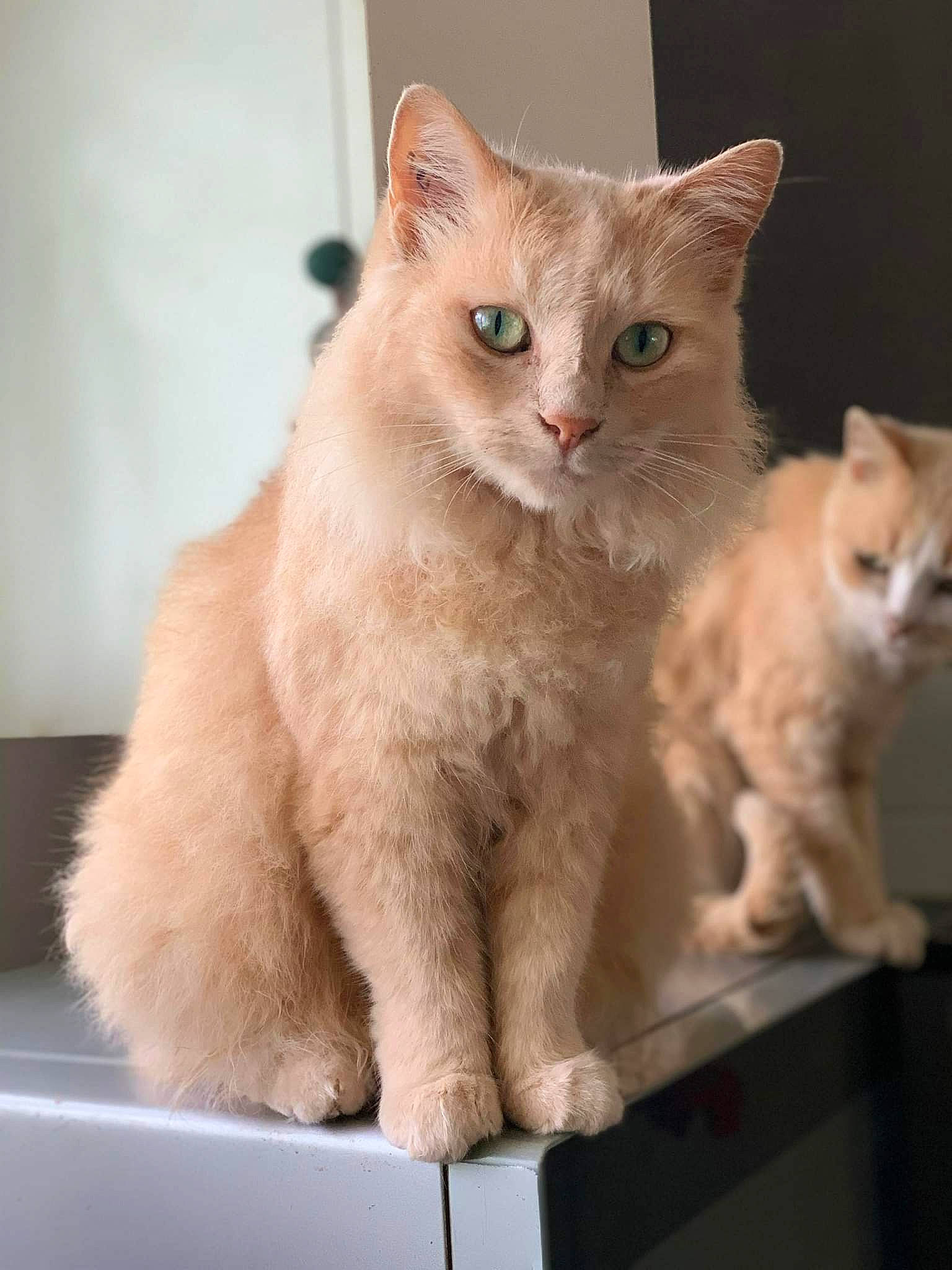 Titine a rejoint le concours — aidez-le/la à gagner de superbes lots ! carnivore, cat, claw, domestic_short_haired_cat, fawn, felidae, fur, iris, paw, photo_caption, small_to_medium_sized_cats, snout, tail, whiskers, window