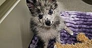 Blue joined the competition — help win amazing prizes! puppy, dog, animal, fluffy, fur, black_and_white, portrait, sitting, cute, face, eyes, ears, nose, blanket, purple, teddy_bear, toy, indoors, home, adorable