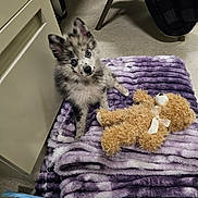 Blue joined the competition — help win amazing prizes! puppy, dog, pet, animal, fluffy, small_dog, portrait, head_tilt, blue_eyes, sitting, teddy_bear, stuffed_animal, purple_blanket, blanket, bed, indoors, home, cute, playful, photography
